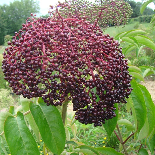 Pocahontas Elderberry
