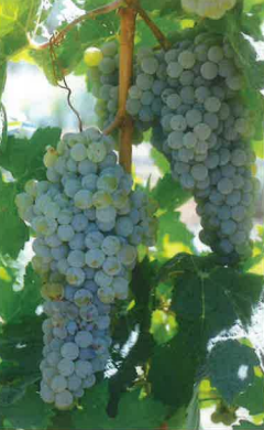 Ambulo Blanc - Grafted