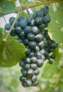 Arandell Grapevine - Grafted