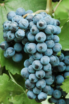 Cabernet Volos- Grafted