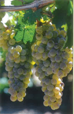 Caminante Blanc - Grafted