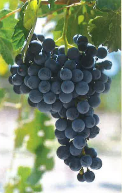 Camminare Noir Grapevine - Grafted