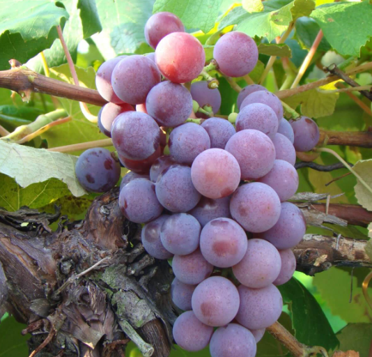 Catawba Grapevine - Certified