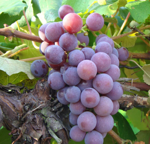 Catawba Grapevine - Certified