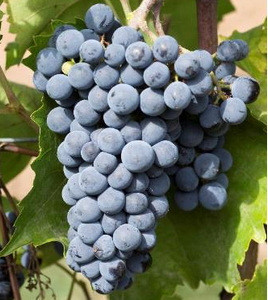 Chancellor Grapevine