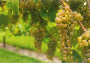 Clarion Grapevine - Certified