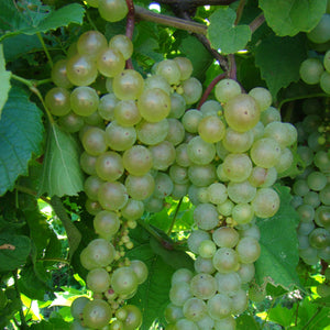 Aurore Grapevine - Certified