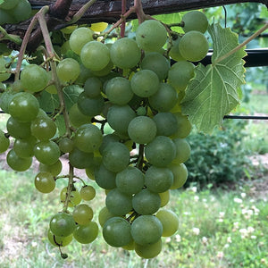 Blanc du Bois Grapevine - Grafted