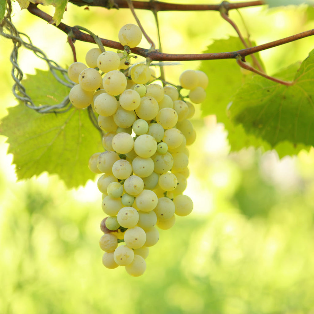 GRAPEVINE/in a lifetime presents anothe… double-a-vineyards-briana3-