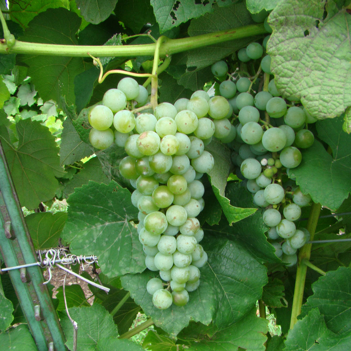 Cayuga White - Grafted