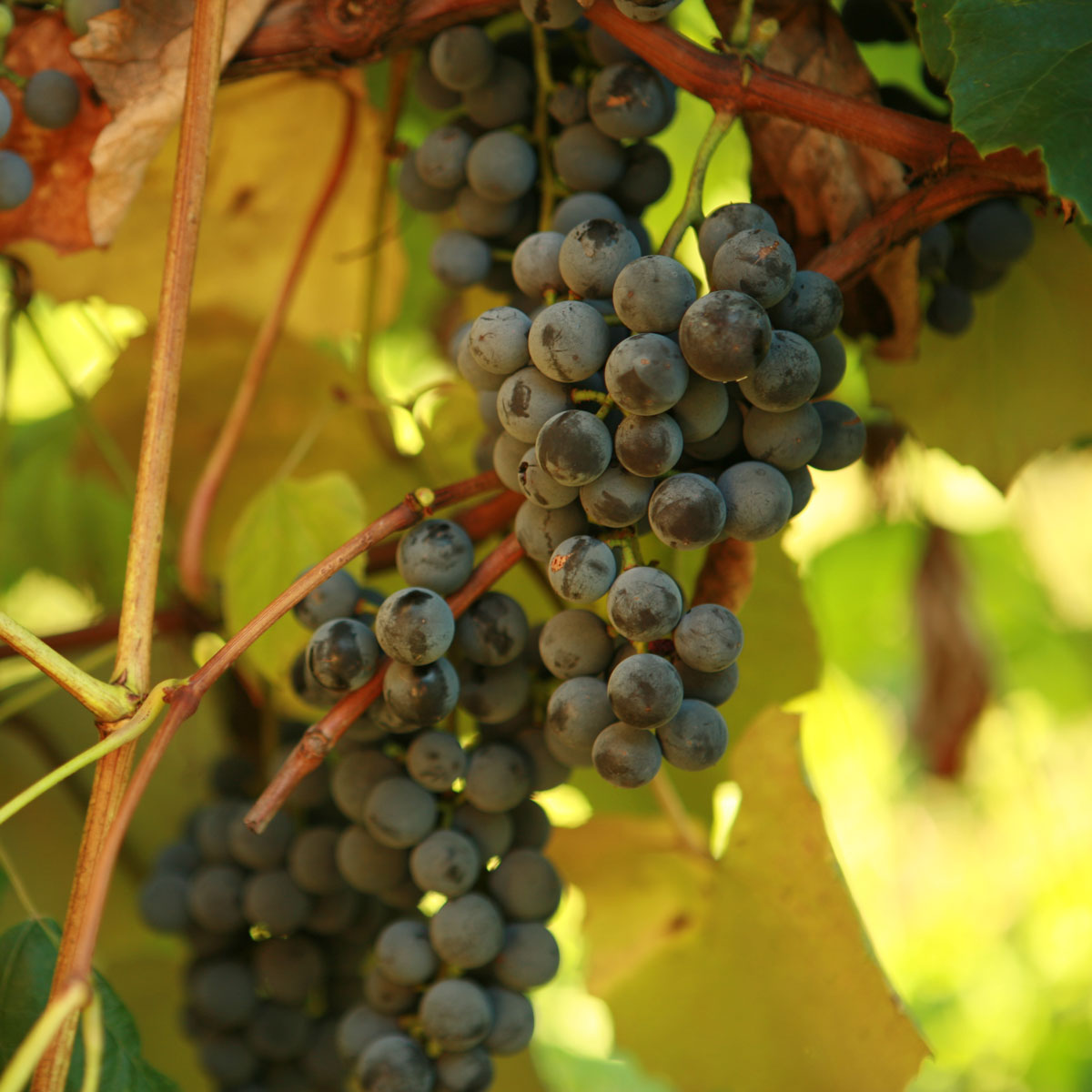 Concord Seedless Grapevine