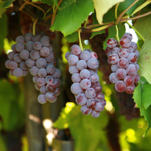 Delaware Grapevine - Standard