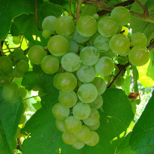 Edelweiss Grapevine - Certified