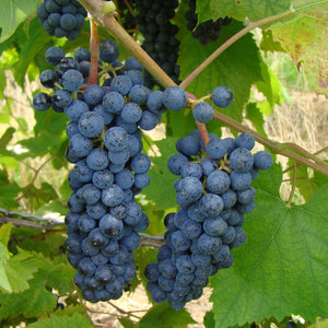 Maréchal Foch Grapevine - Standard