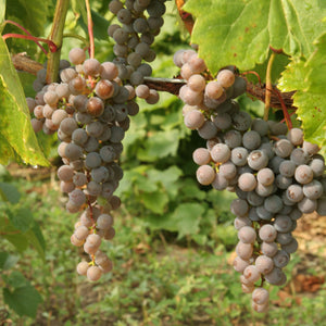 Frontenac Gris Grapevine