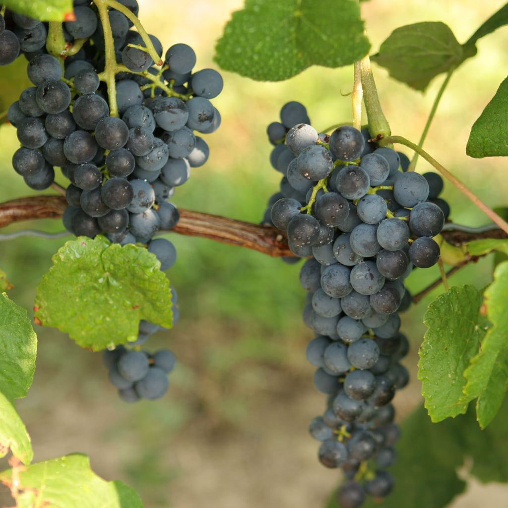 Glenora Grape Vines For Sale - Double A Vineyards