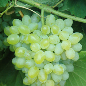 Hope Grapevine - Certified