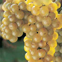 La Crescent Grapevine - Standard