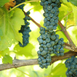 Léon Millot Grapevine - Standard