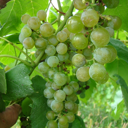 Louise Swenson Grapevine
