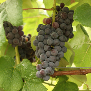 Mars Grapevine - Certified