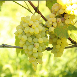 Neptune Grapevine - Certified