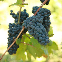 Pinot Noir - Grafted