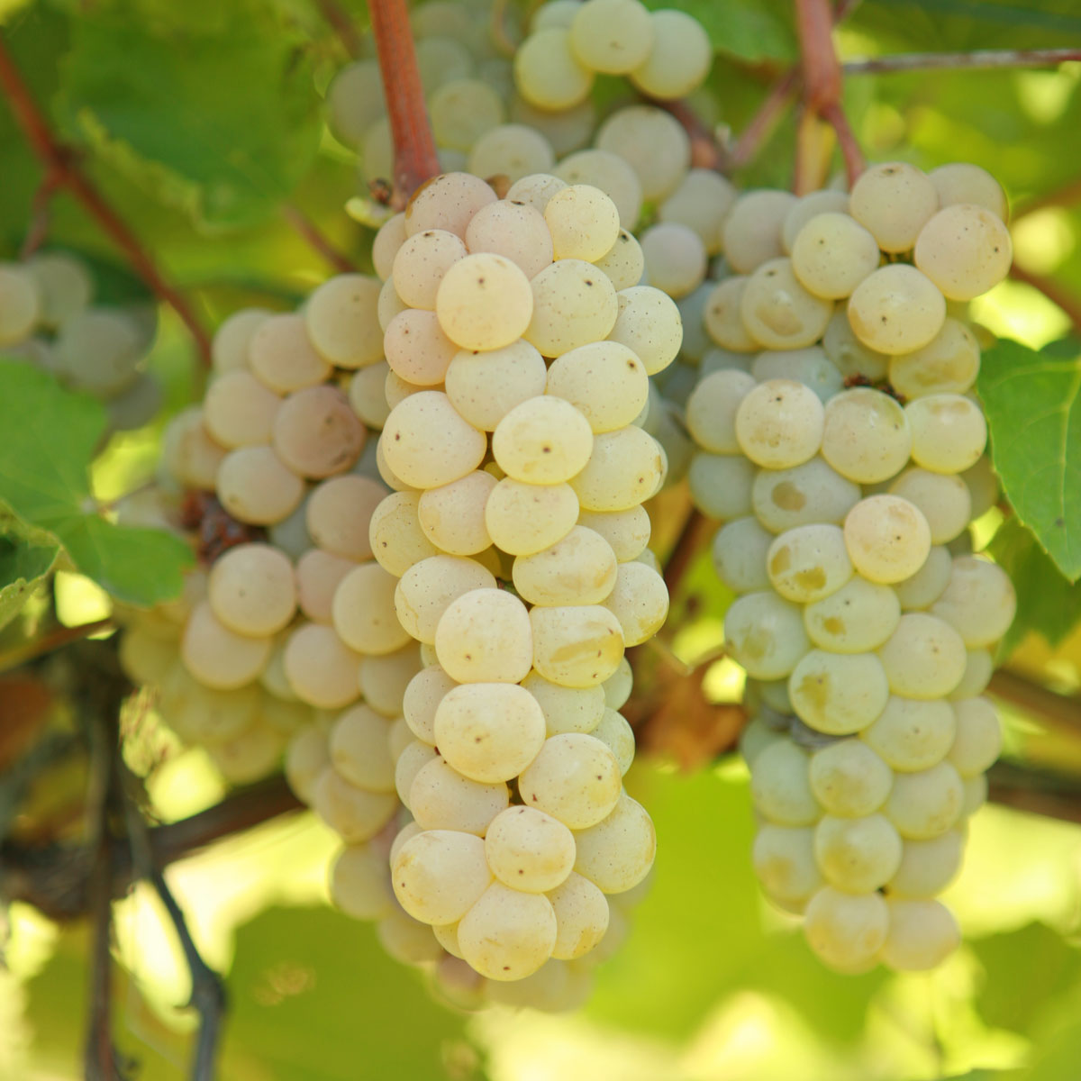Prairie Star Grapevine