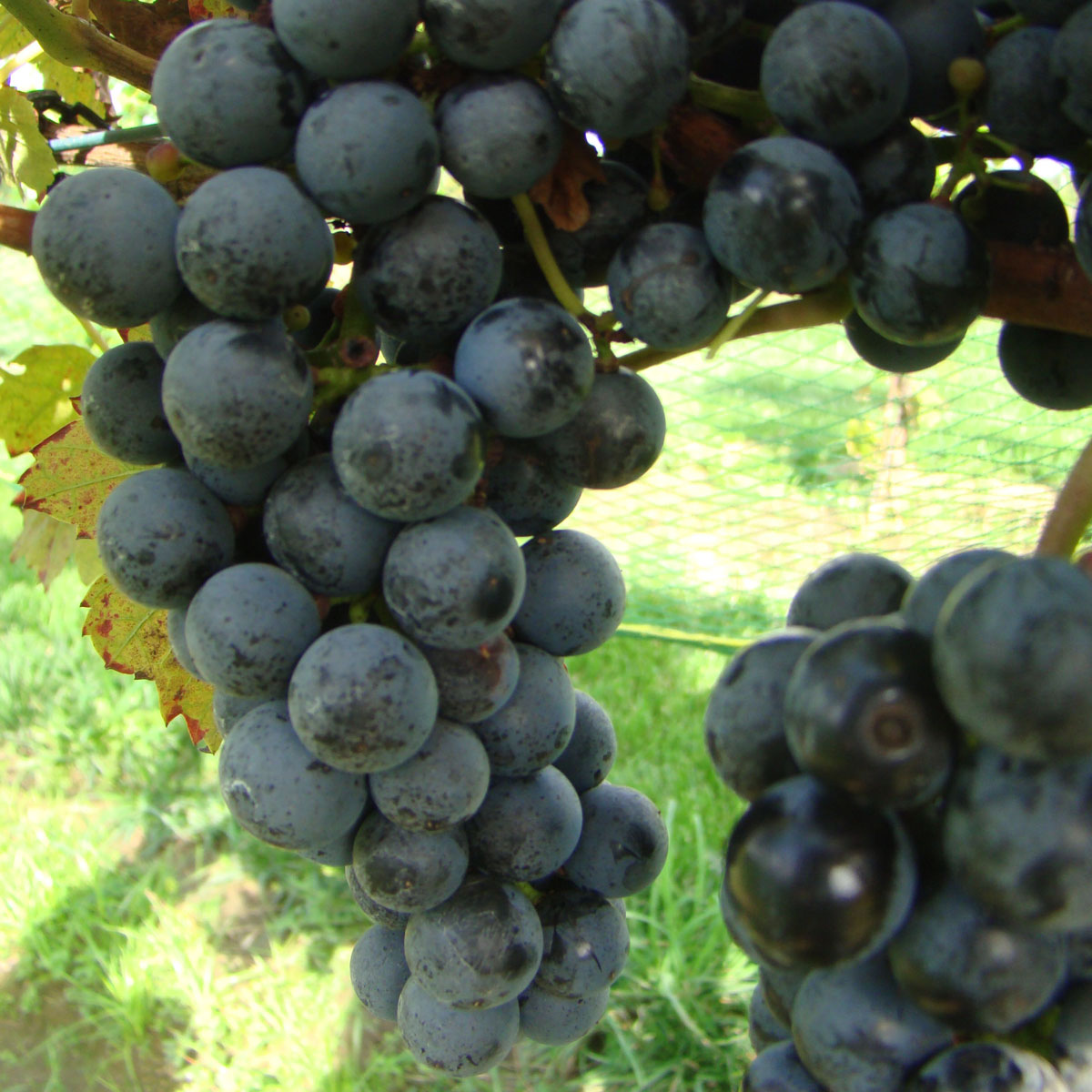 Regent Grapevine - Grafted