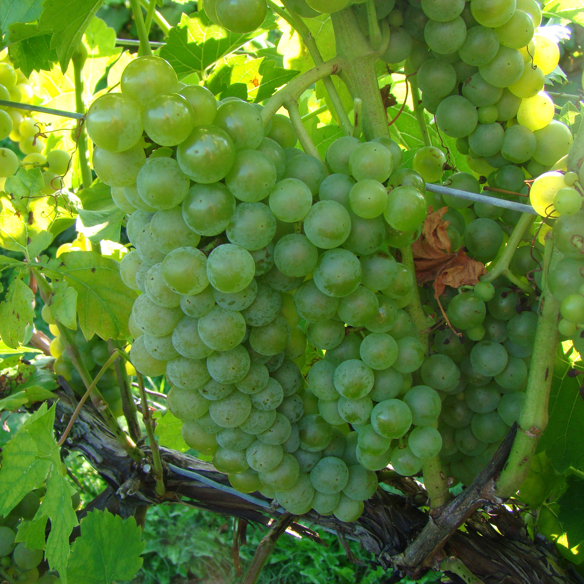 Seyval Blanc - Grafted