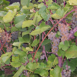 St. Pepin Grapevine - Certified