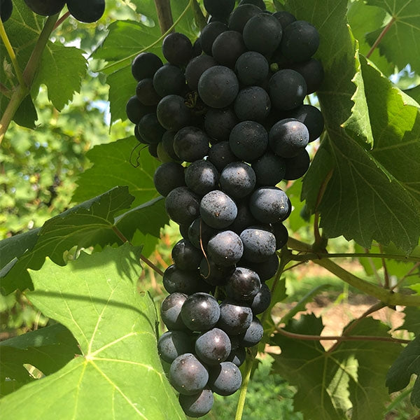 Teroldego Grapevine – Grafted