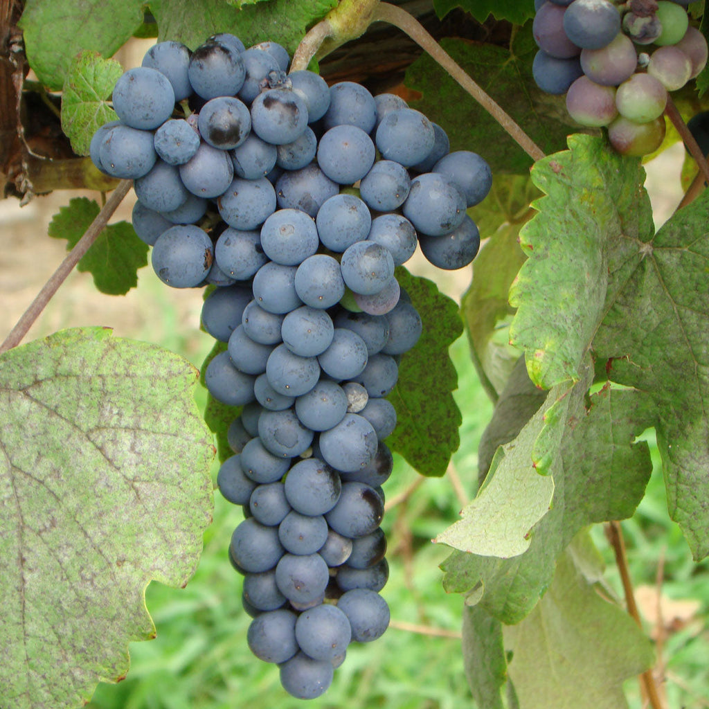 double-a-vineyards-thomcord2-