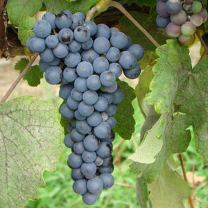 Thomcord Grapevine - Certified