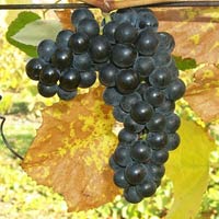 Valiant Grapevine - Certified