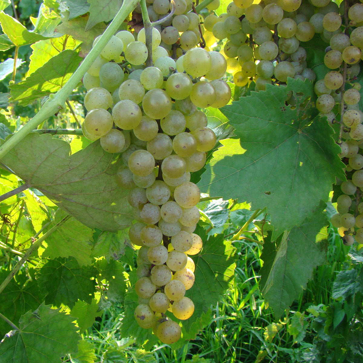 Vidal Blanc