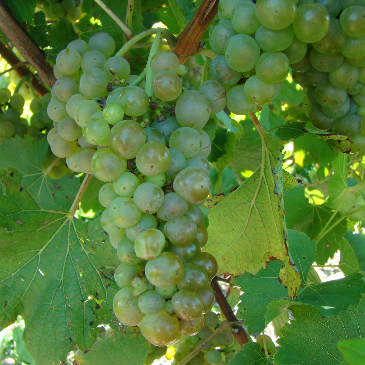 Vignoles