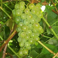 Villard Blanc Grapevine - Grafted