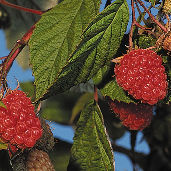 Caroline Red Raspberries