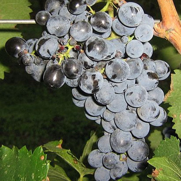 Saperavi - Grafted