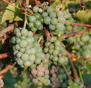 Elvira Grapevine - Certified