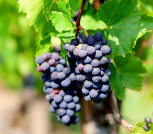 Gamay Noir Grapevine