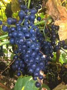 Geneva Red Grapevine