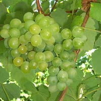 Golden Muscat