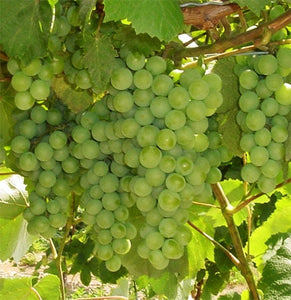 Interlaken Grapevine