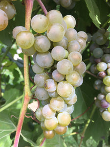 Itasca Grapevine - ((CPCNW)) Certified