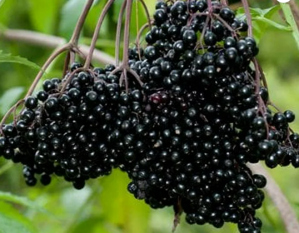 John Elderberries