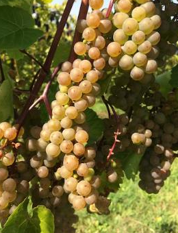 L' Acadie Grapevine
