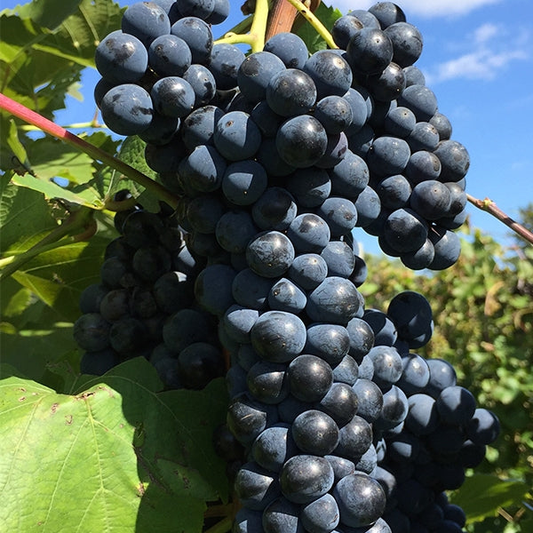 Marquette Grapevine - Certified