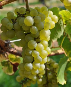 Melody Grapevine - Standard